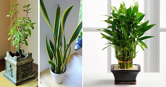 Disse plantene gir positiv energi til hjemmet ditt!