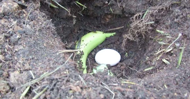 banan og egg i jord