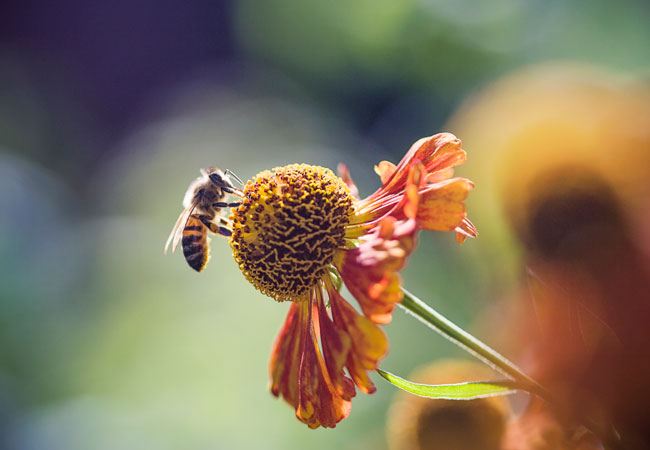Skap en bie-vennlig hage