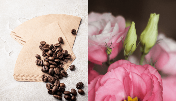 Derfor bør du legge et kaffefilter i blomsterpottene dine