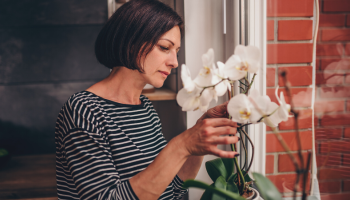 Slik får du orkideene dine til å blomstre som aldri før