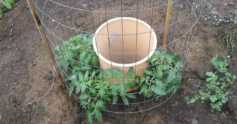 Slik får du frodige tomatplanter kun ved bruk av en bøtte