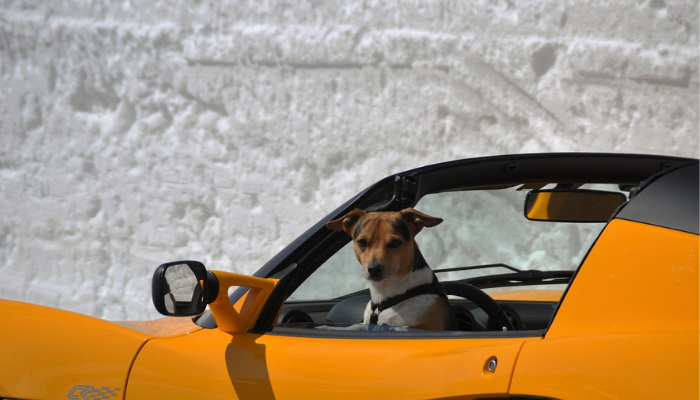Tips til en trygg og behagelig kjøretur med hunden