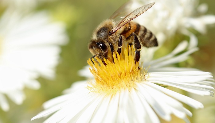 Disse trendene er positivt nytt for pollinerende insekter
