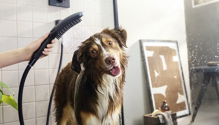 Hater hunden din å bade? Sjekk denne lure dusjen