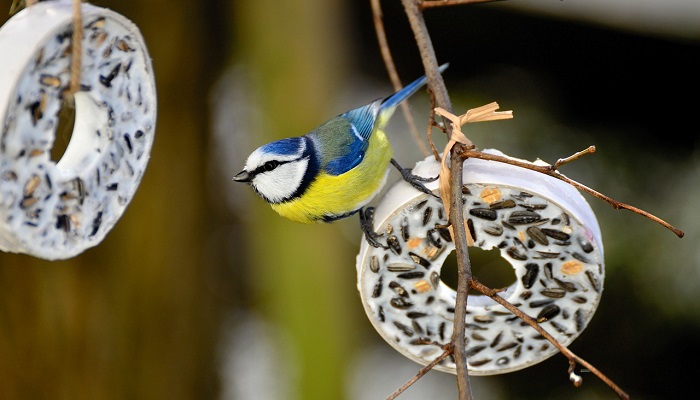Veterinærens tips: Hjemmelagde meiseboller hjelper småfuglene gjennom vinteren