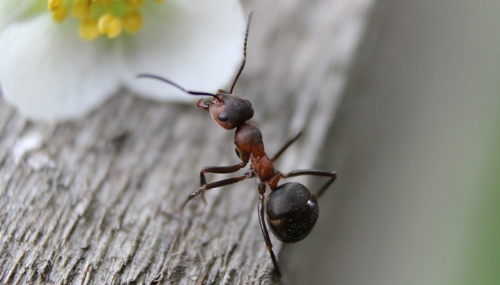 Maur kan våkne om vinteren – men du bør vente med bekjempelse