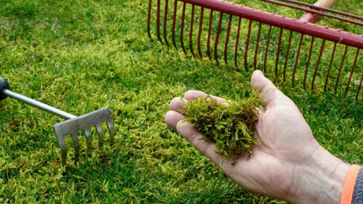 Advarsel fra ekspertene: Derfor må du ikke rake bort mosen i plenen