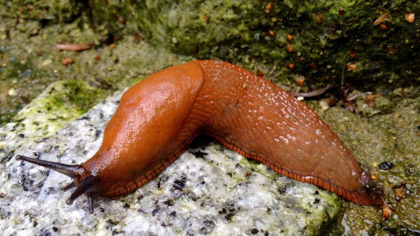 brunsnegl