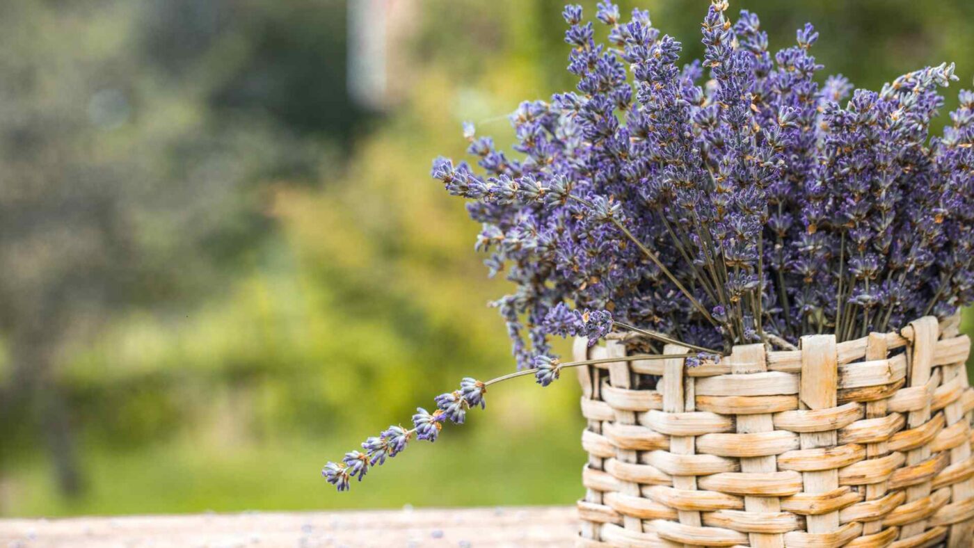 lavendelplanter