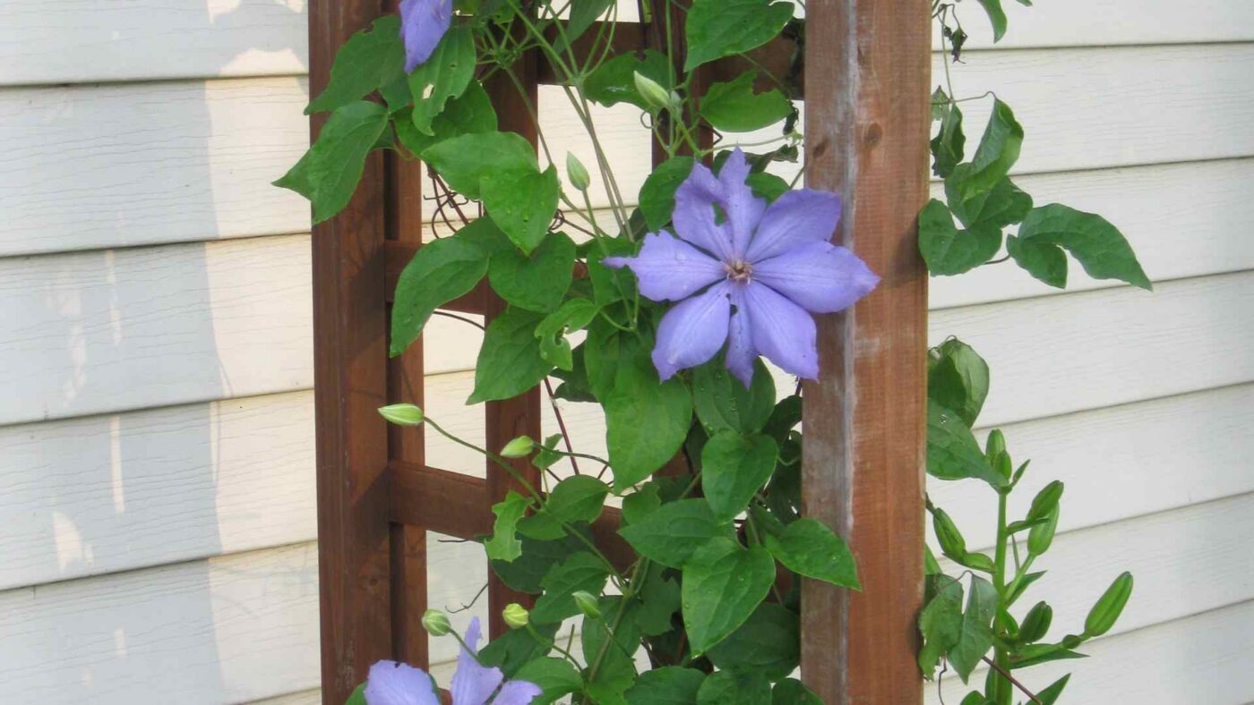 klematis