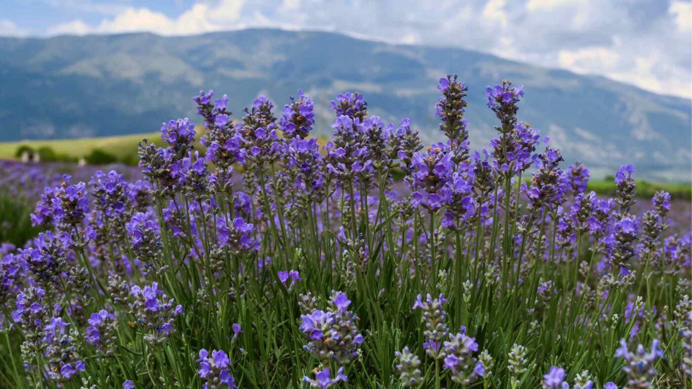lavendel